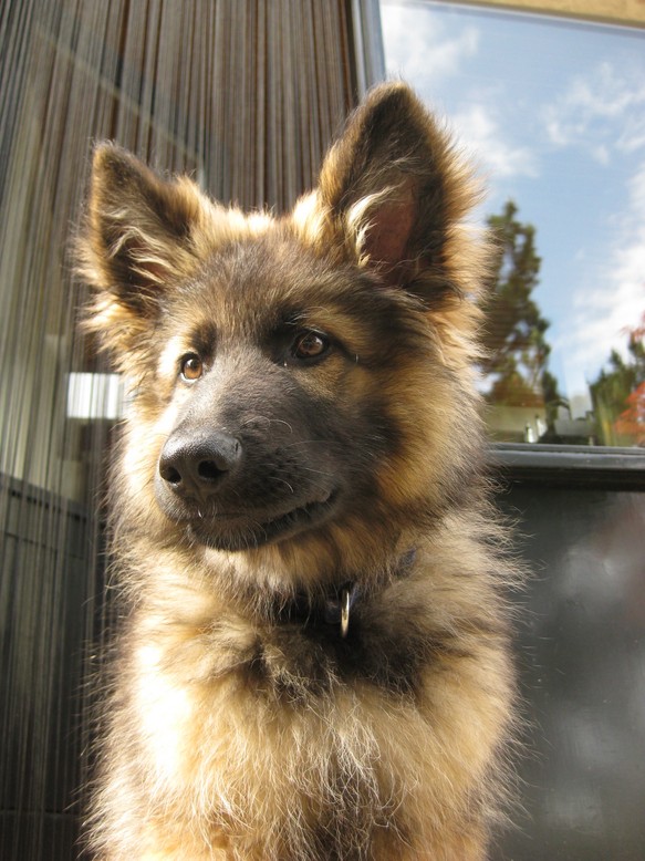 Fotos/2011 vervolgAzra/Gozer/IMG_0689 [Gozer].JPG